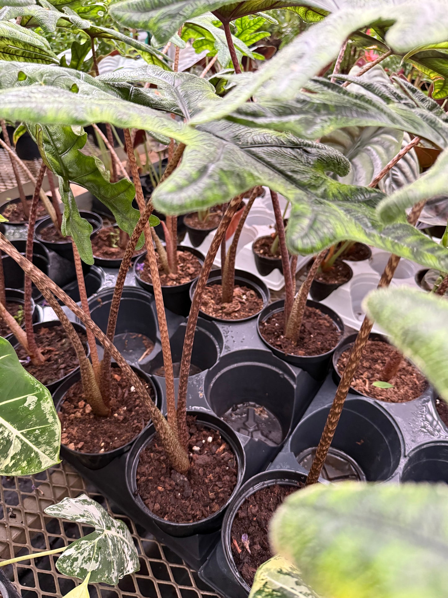 Alocasia ‘Jacklyn’