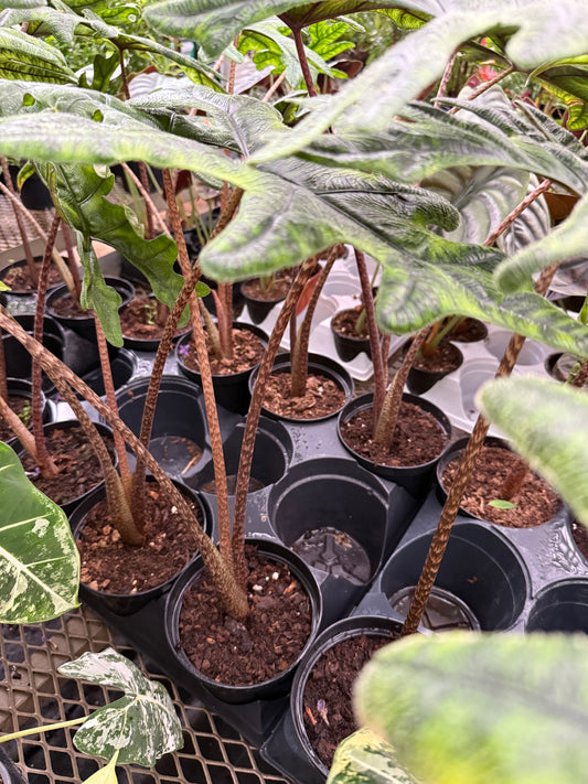 Alocasia ‘Jacklyn’