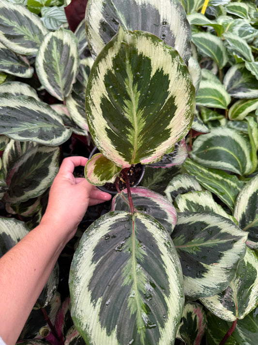 Calathea ‘Medallion
