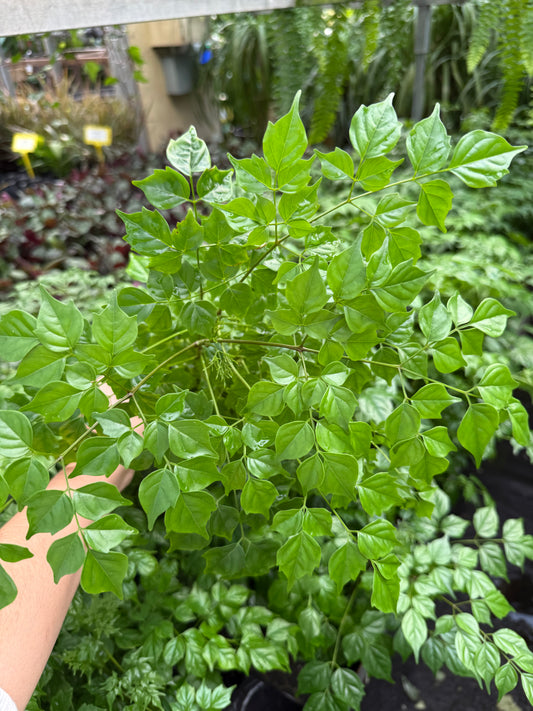 Radermachera sinica ‘China Doll’