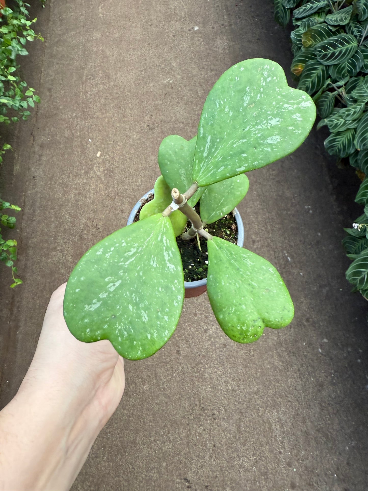 Hoya Kerri Heart- Vine