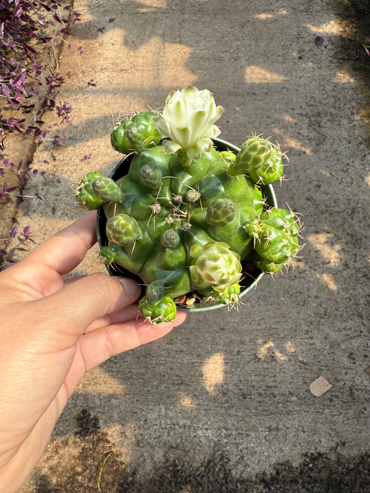 Gymnocalycium Damsii