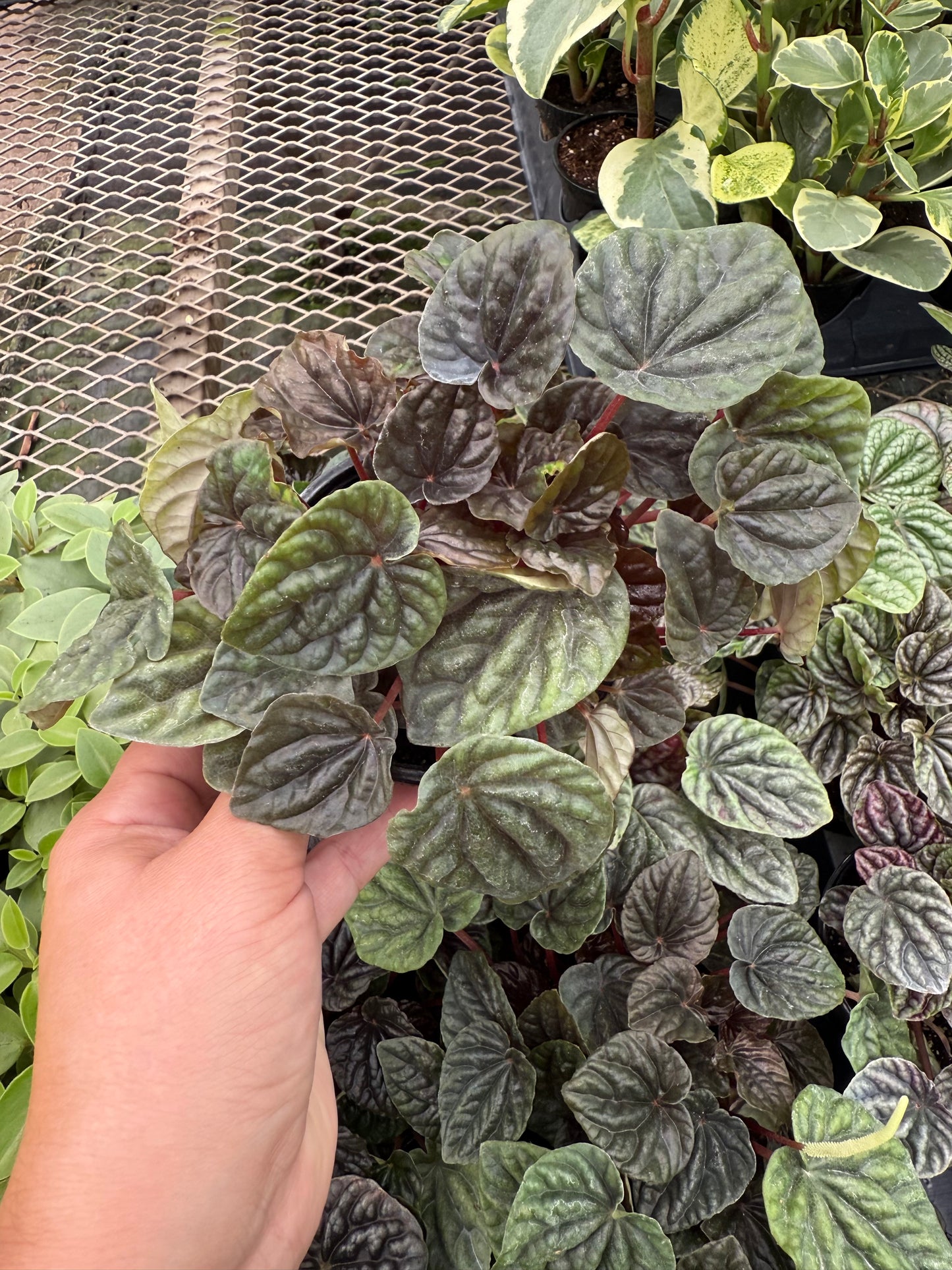 Peperomia caperata ‘Luna Red’