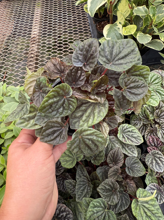 Peperomia caperata ‘Luna Red’
