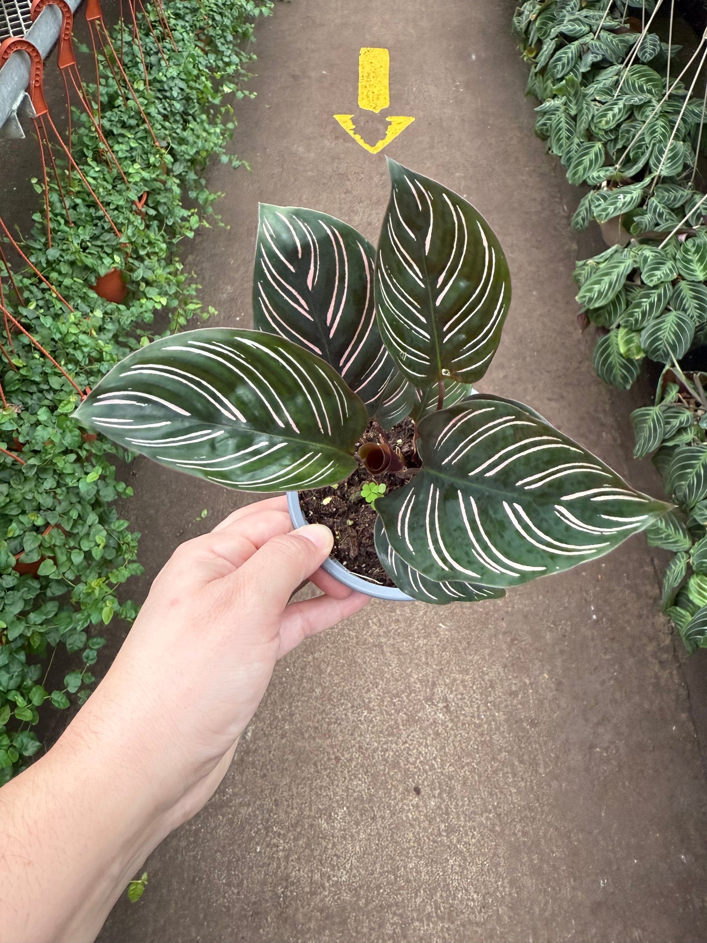 Calathea Pinstripe