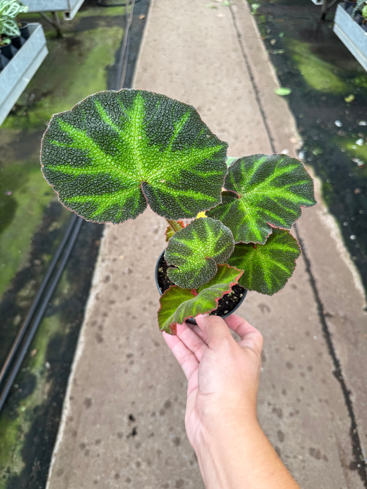 Bégonia ‘Soli-mutata’