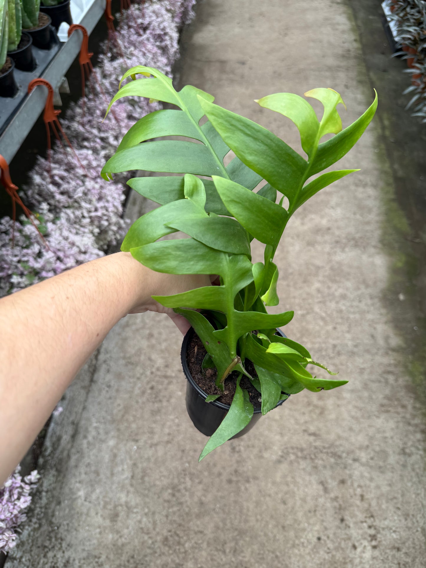 Epiphyllum-Orchid Cactus