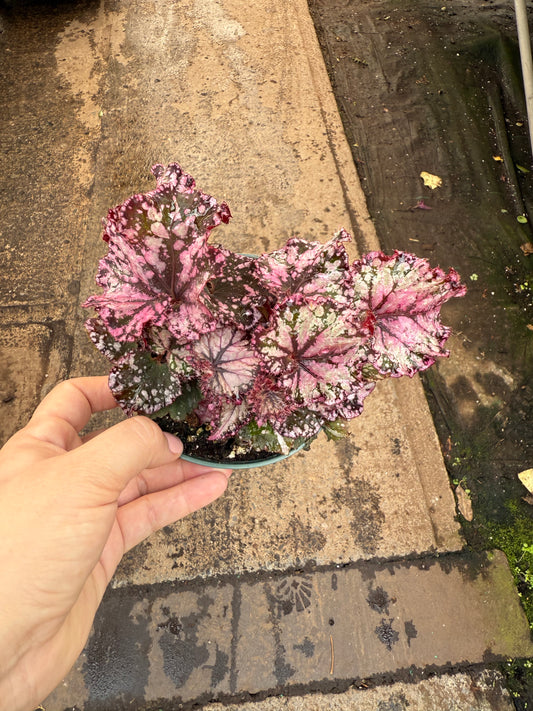 Begonia Rex ‘Chocolate’