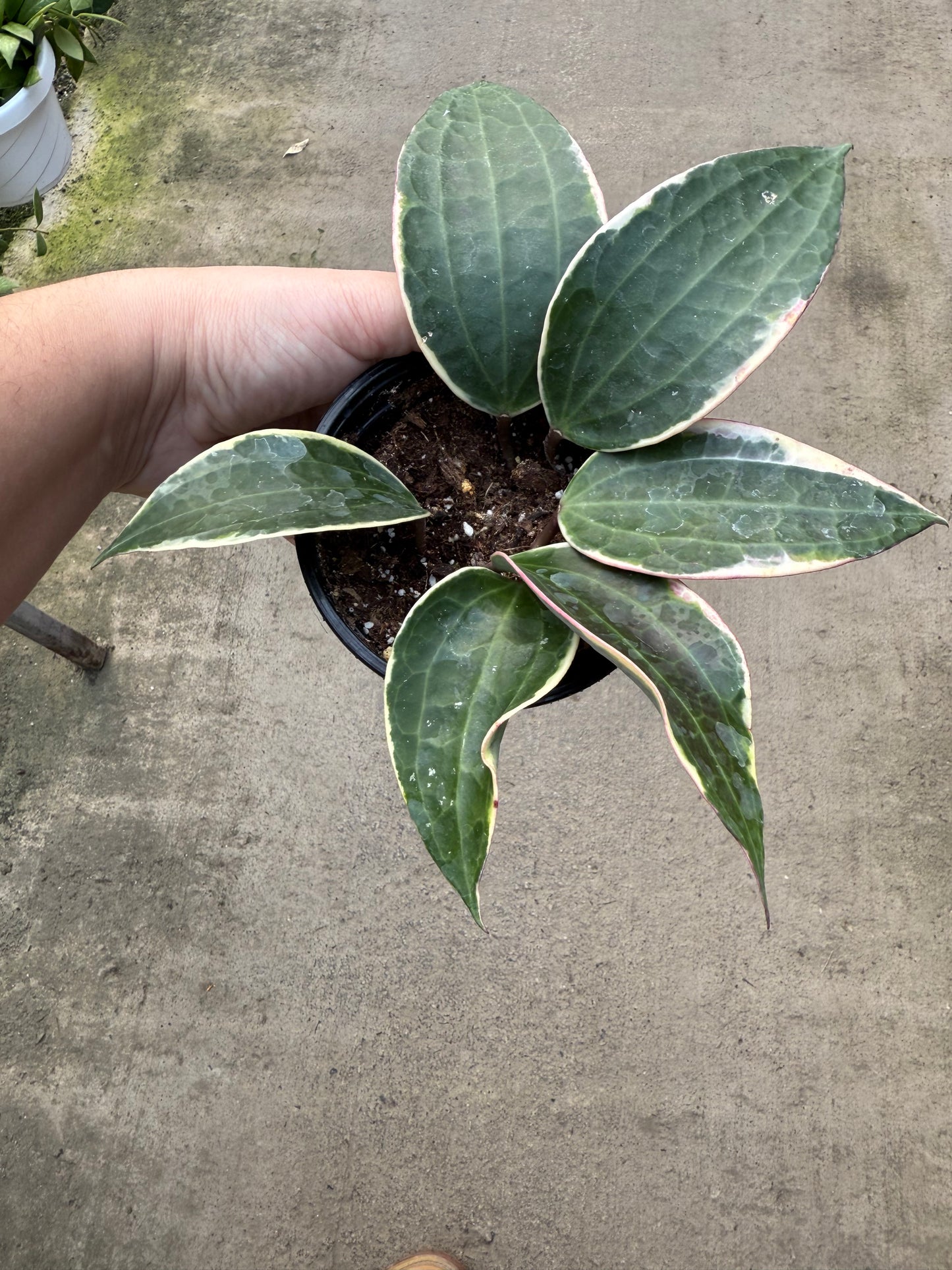 Hoya carnosa ‘Albo Marginata’