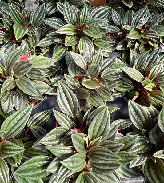 Peperomia “Rosso”