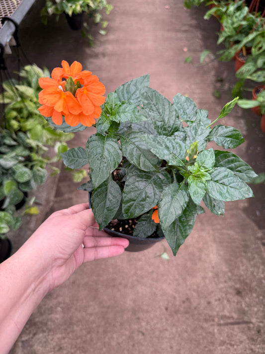 Crossandra