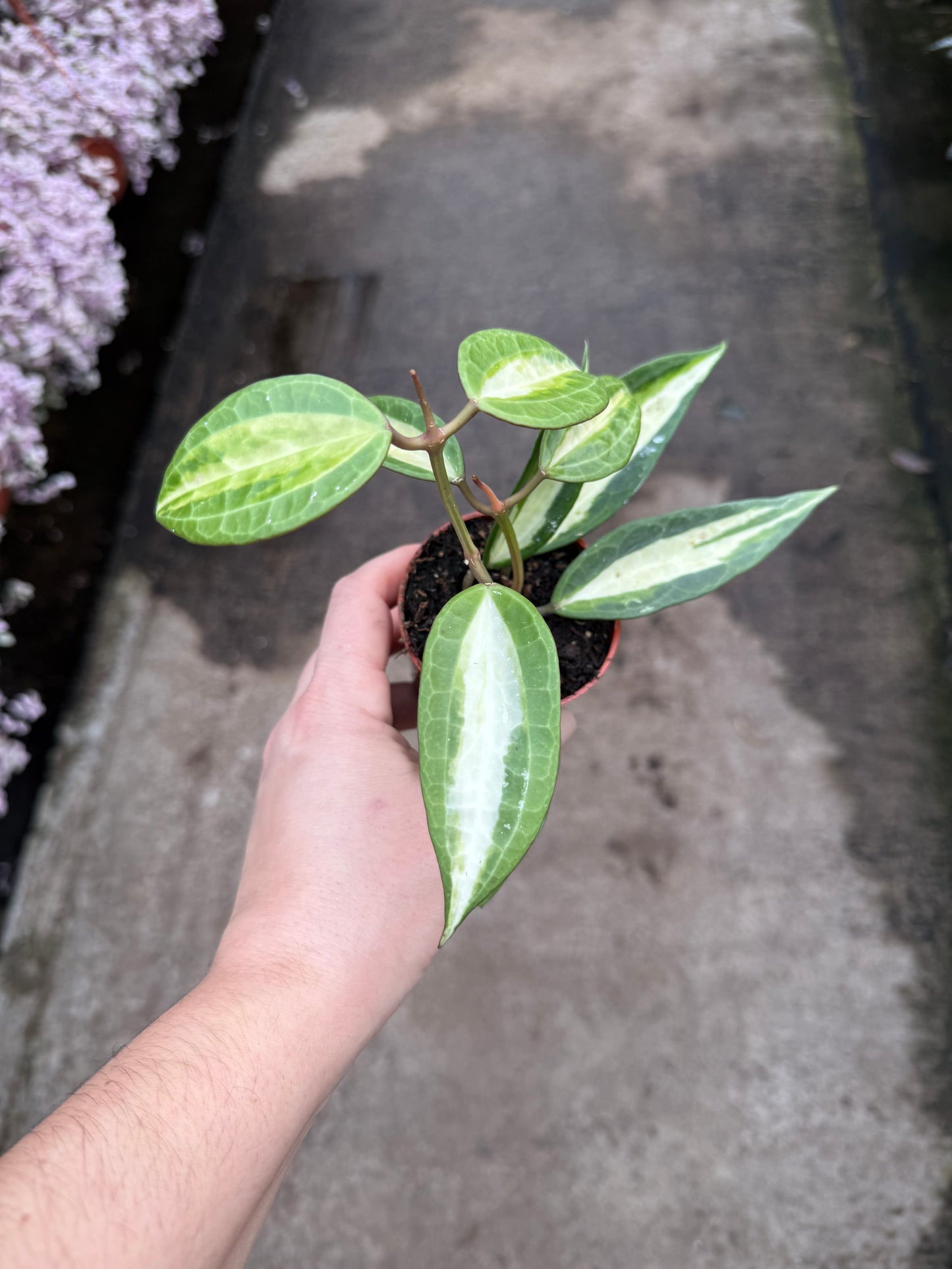 Hoya ‘Pot of Gold’
