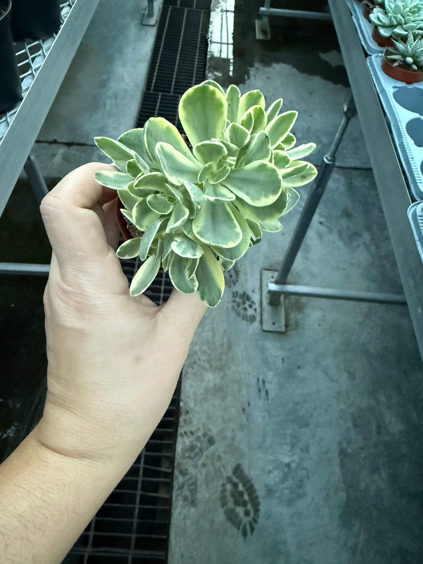 Echeveria ‘Arco’