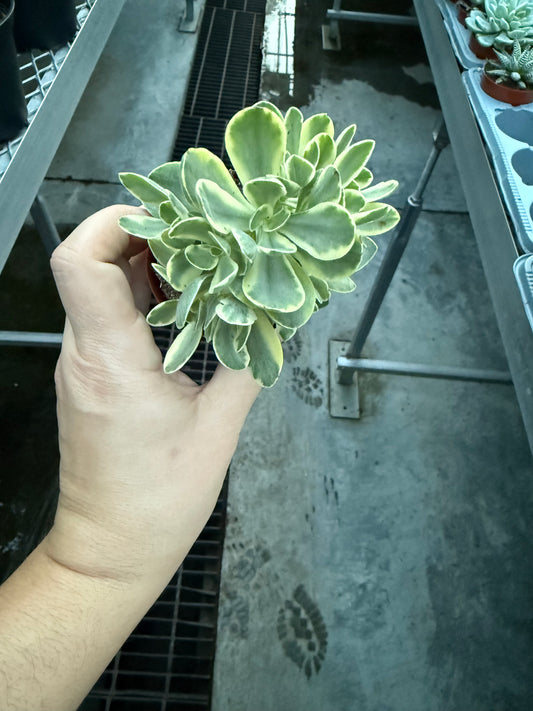 Echeveria ‘Arco’