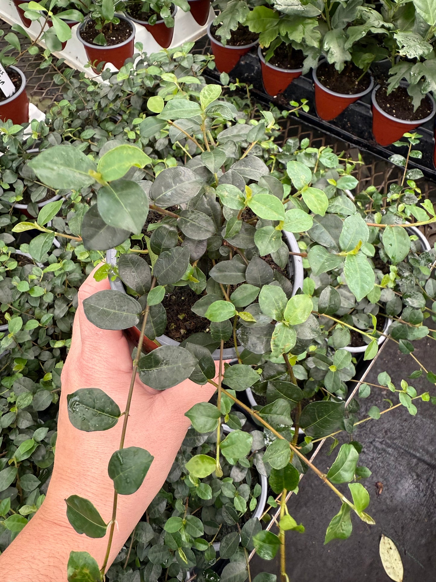 Ficus Vaccinioides