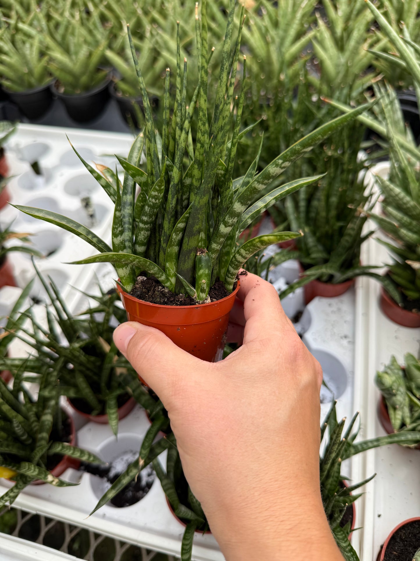 Sansevieria ‘Fernwood’