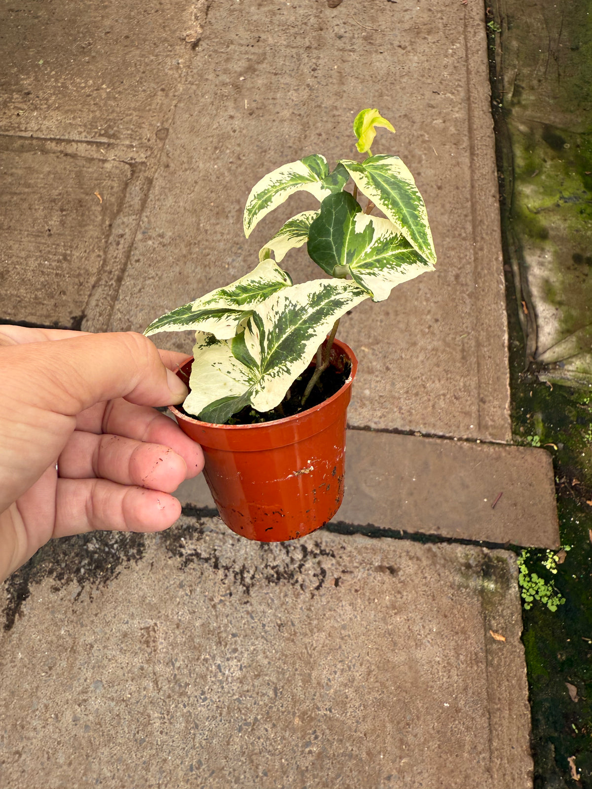 Hedera helix Variegata