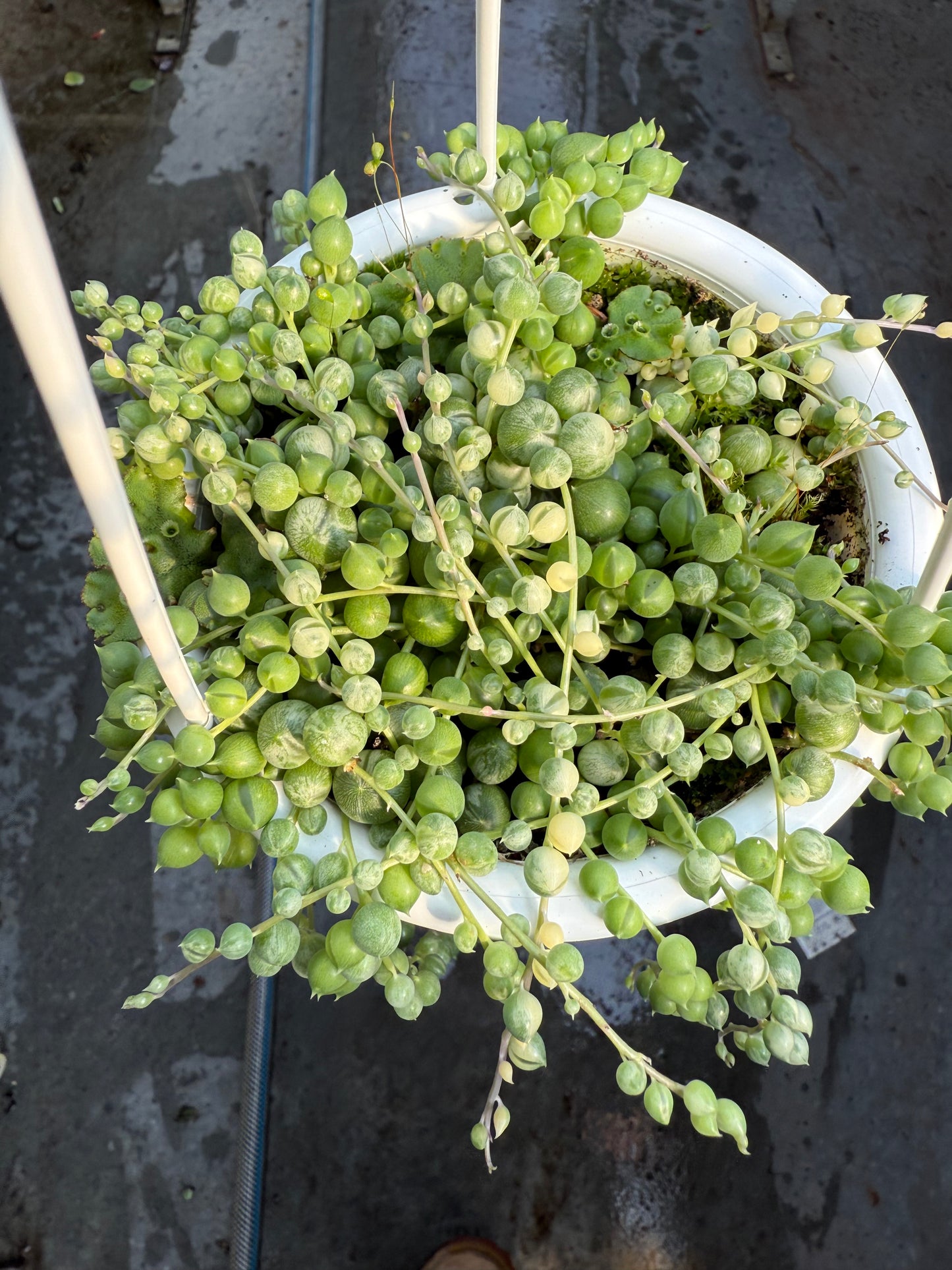 Senecio rowleyanus ‘Marble’