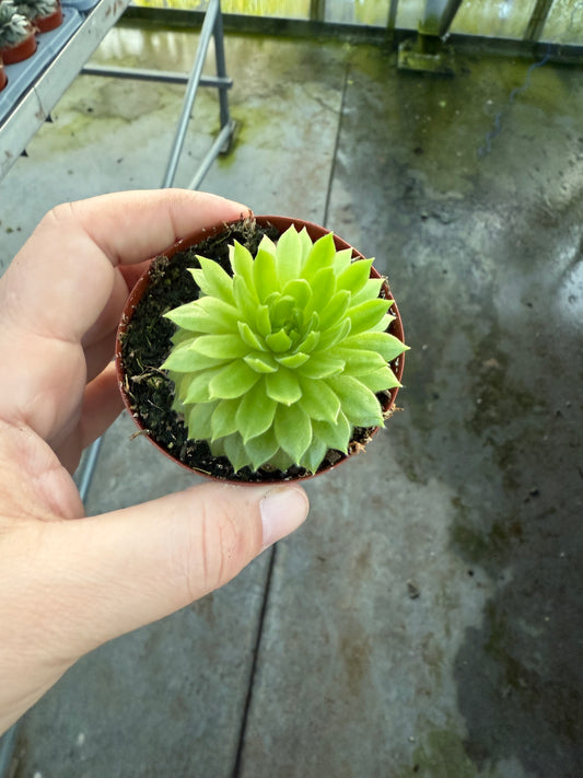 Sempervivum ‘Lemon Flare”