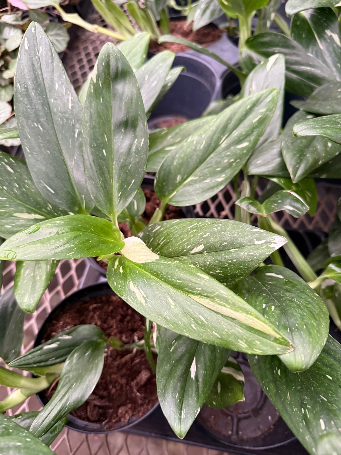 Monstera Standleyana Variegata