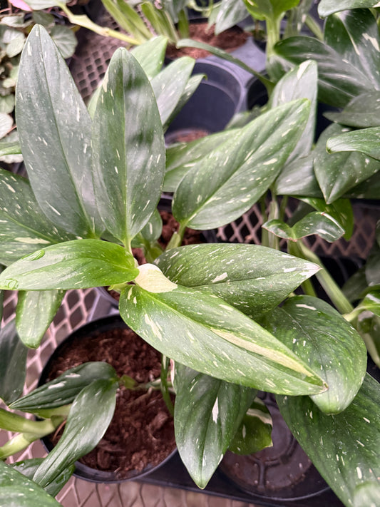 Monstera Standleyana Variegata