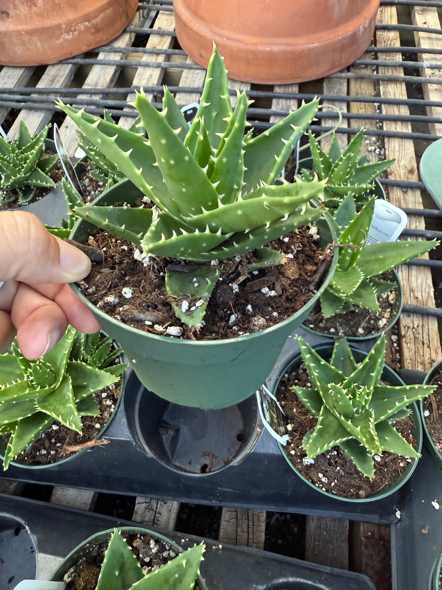 Aloe perfoliata – Mitre Aloe