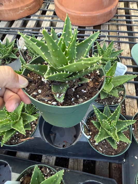 Aloe perfoliata – Mitre Aloe