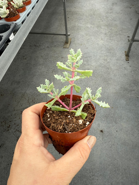 Lampranthus Deltoides