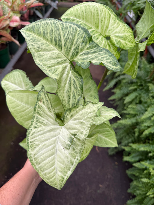 Syngonium ‘White Butterfly’