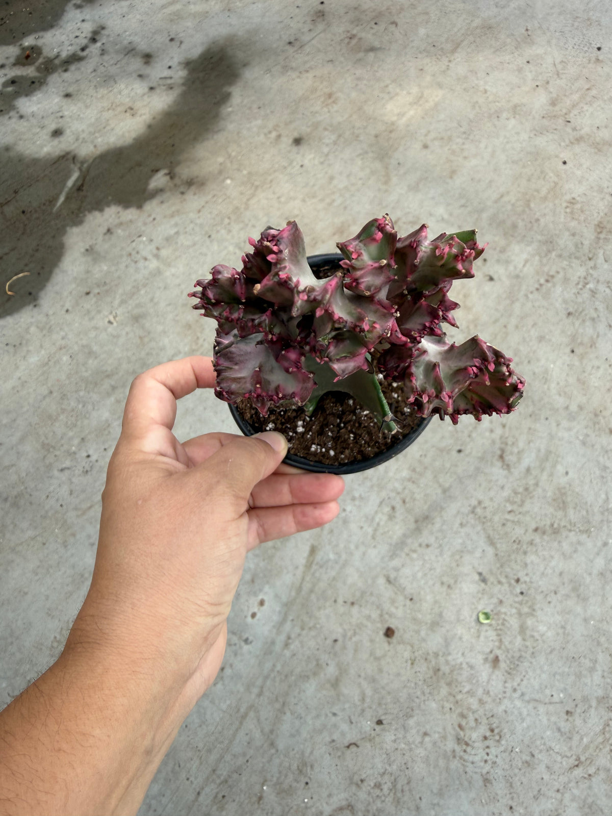 Euphorbia lactea ‘Coral’