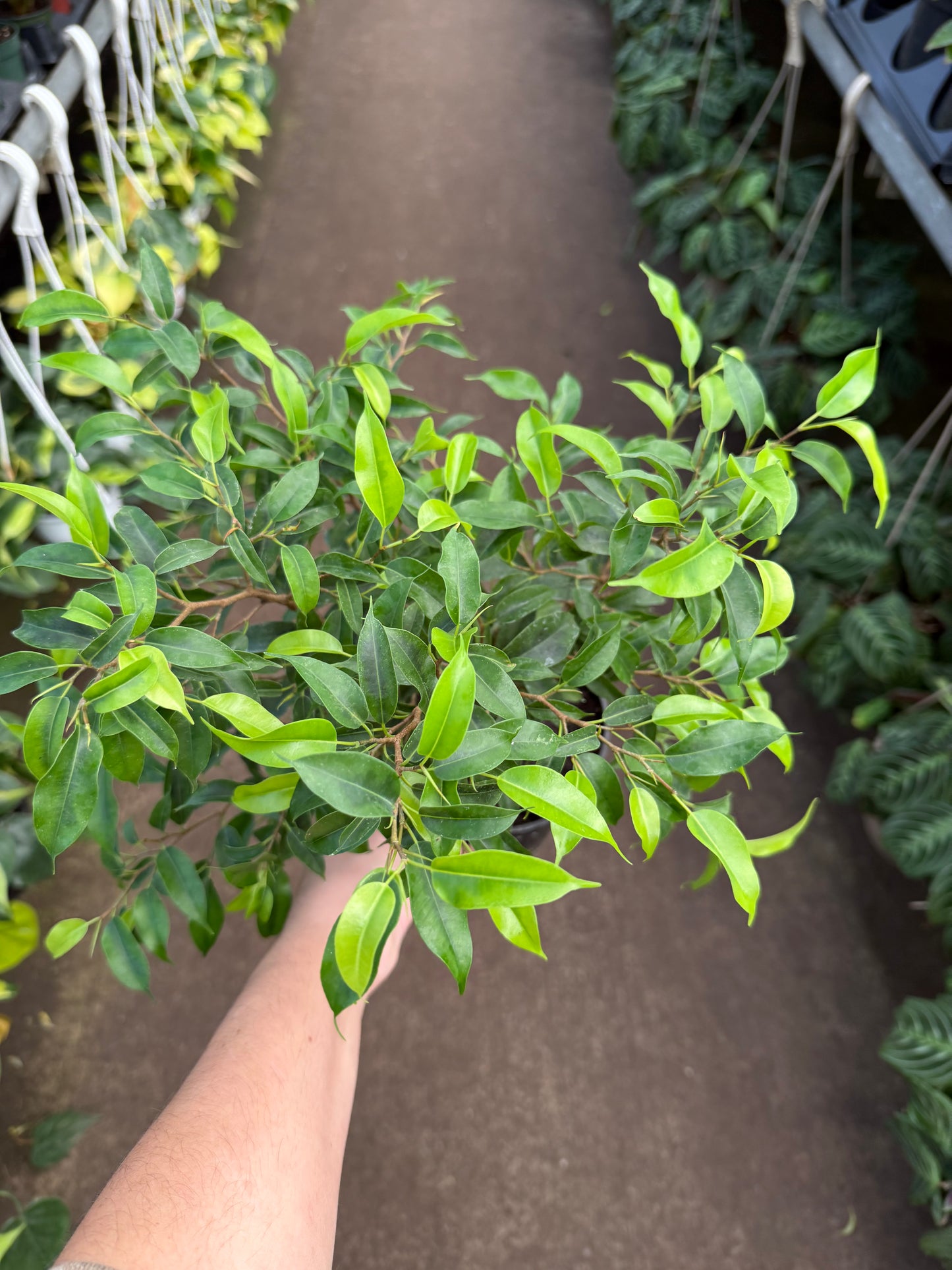 Ficus benjamina ‘Little Leaf’