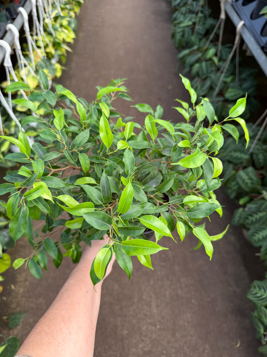 Ficus benjamina ‘Little Leaf’