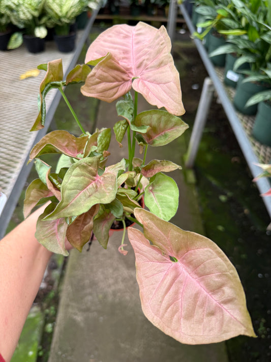 Nephthytis 'Arrowhead Plant'