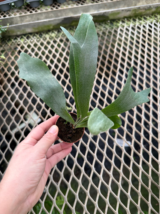 Platycerium ‘staghorn fern’