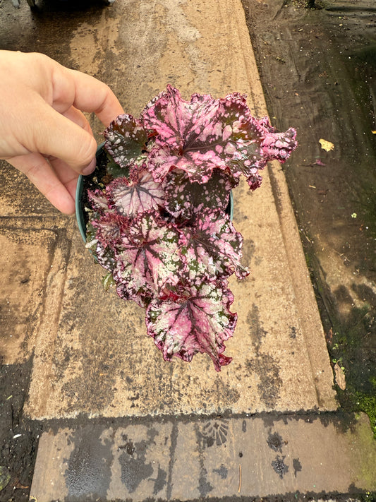 Begonia Rex ‘Chocolate’