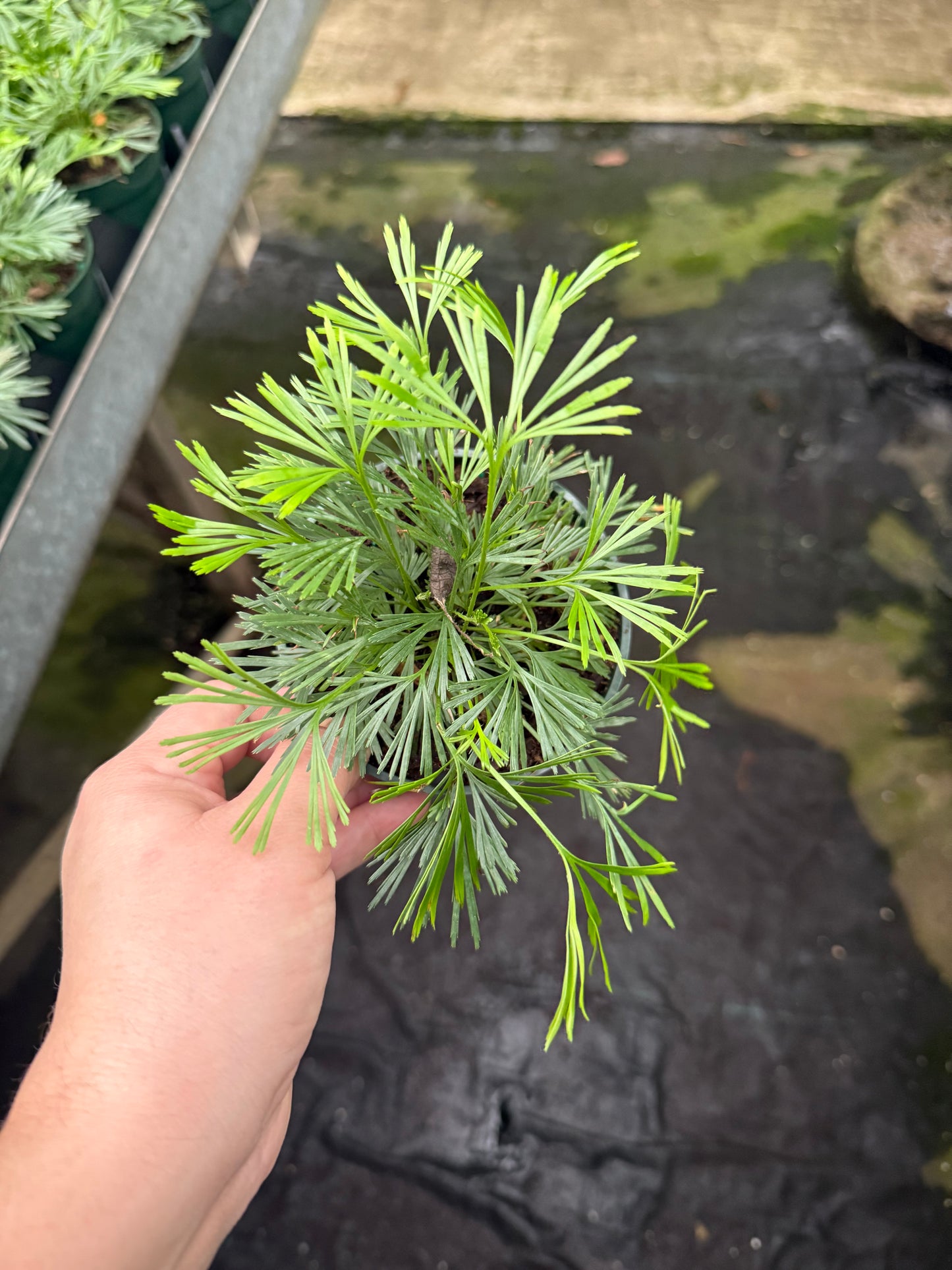 Eyelash Fern