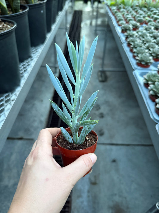 Senecio Blue Mini