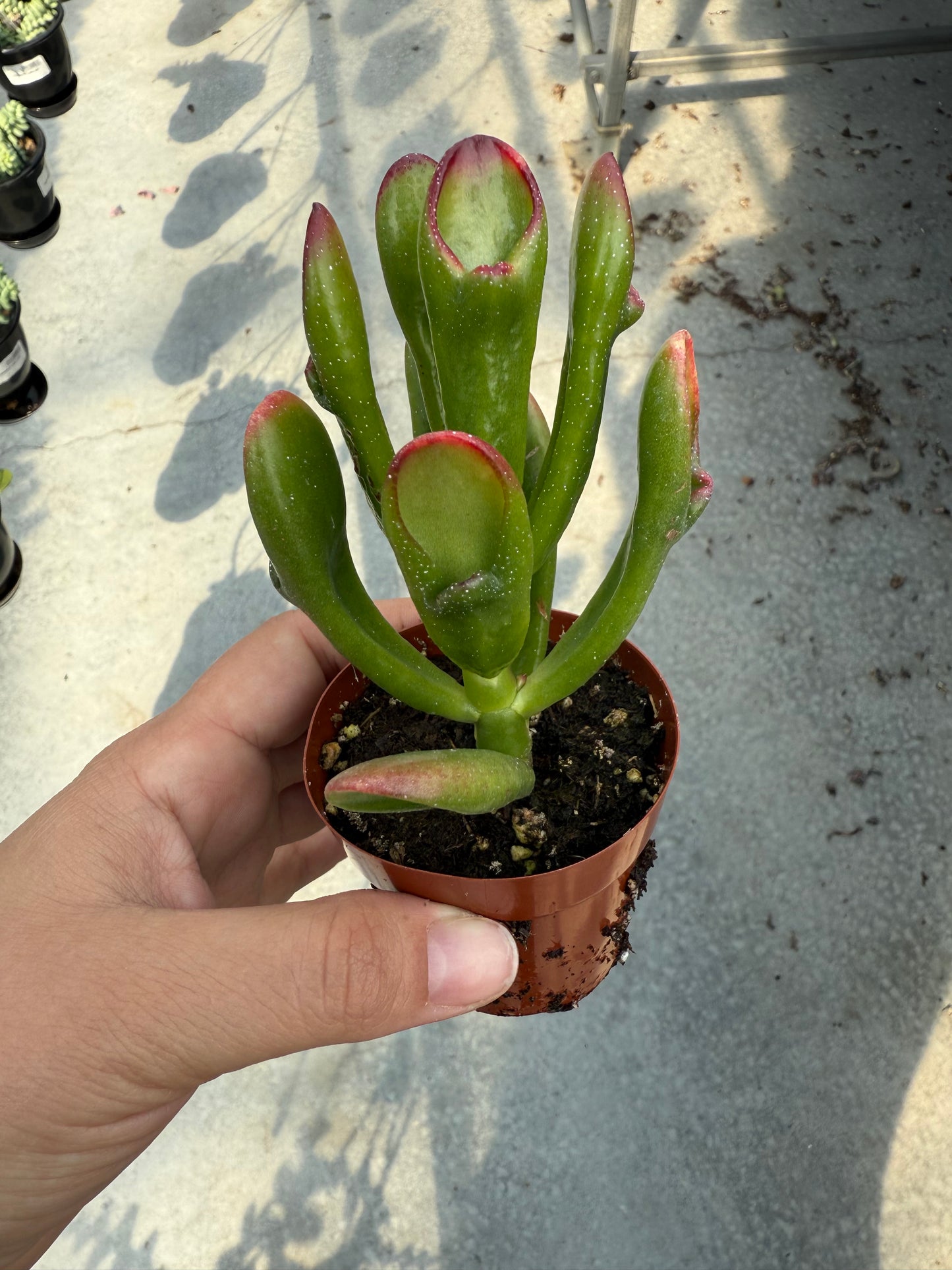Crassula Ovata « Hobbit Tricolore »