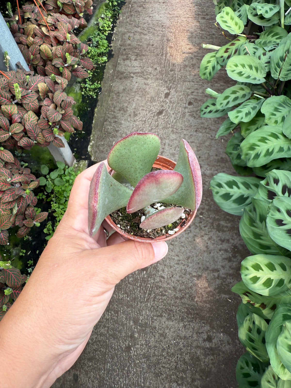 Crassula ‘Flapjack’