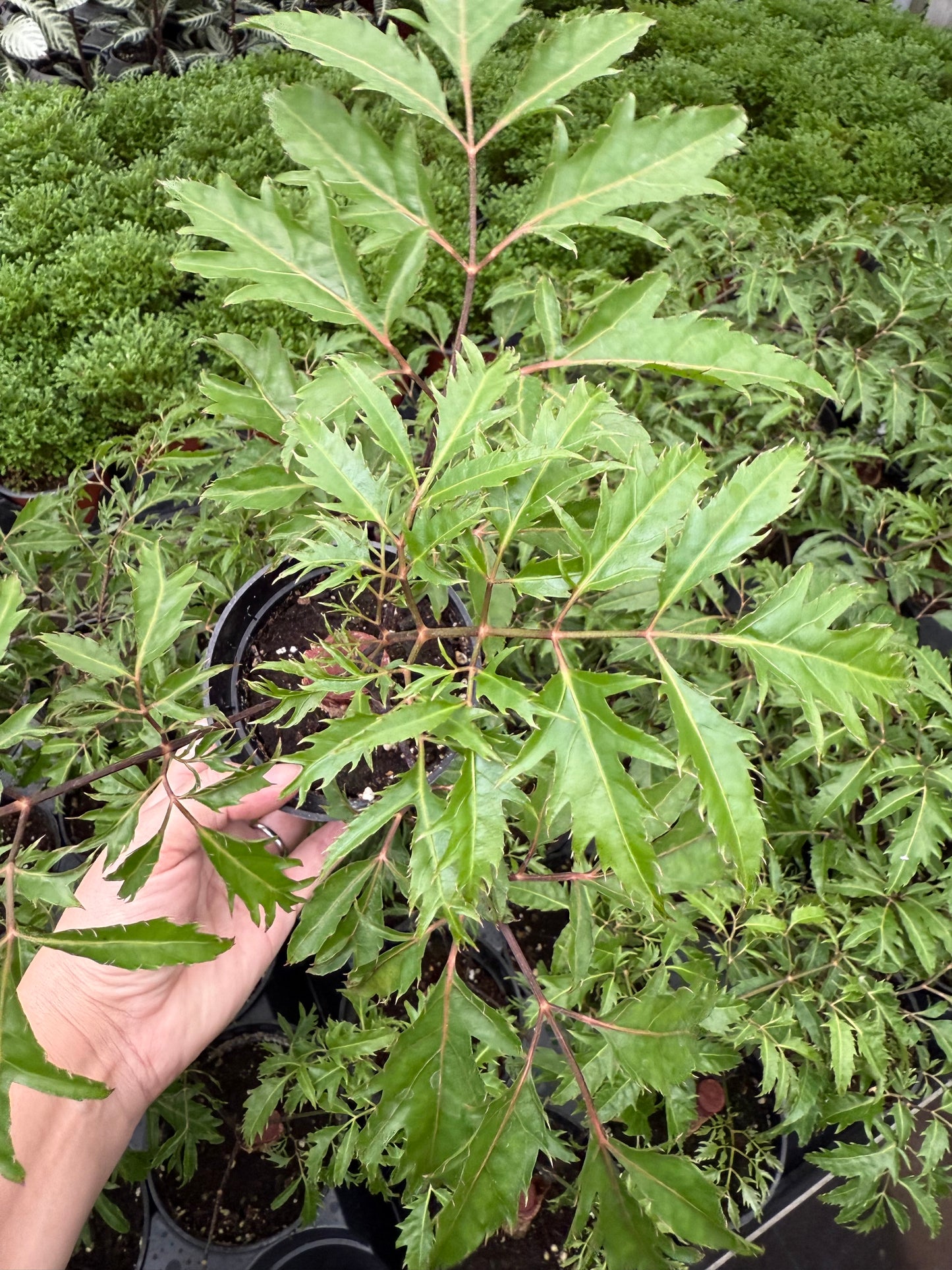 Aralia Ming ‘Stump’