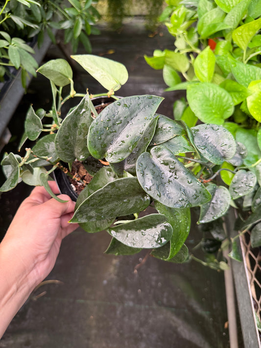 Scindapsus ‘Black Splash’