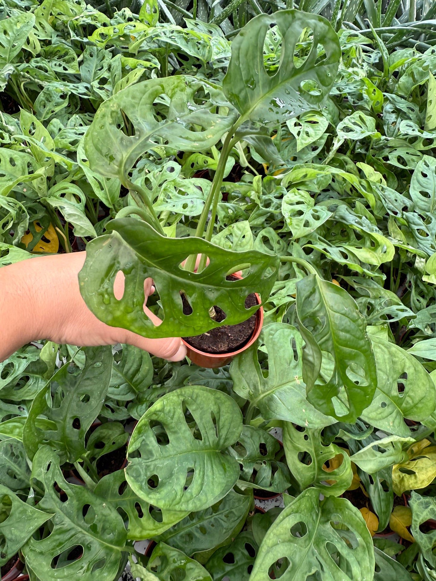 Philodendron ‘Swiss Cheese’