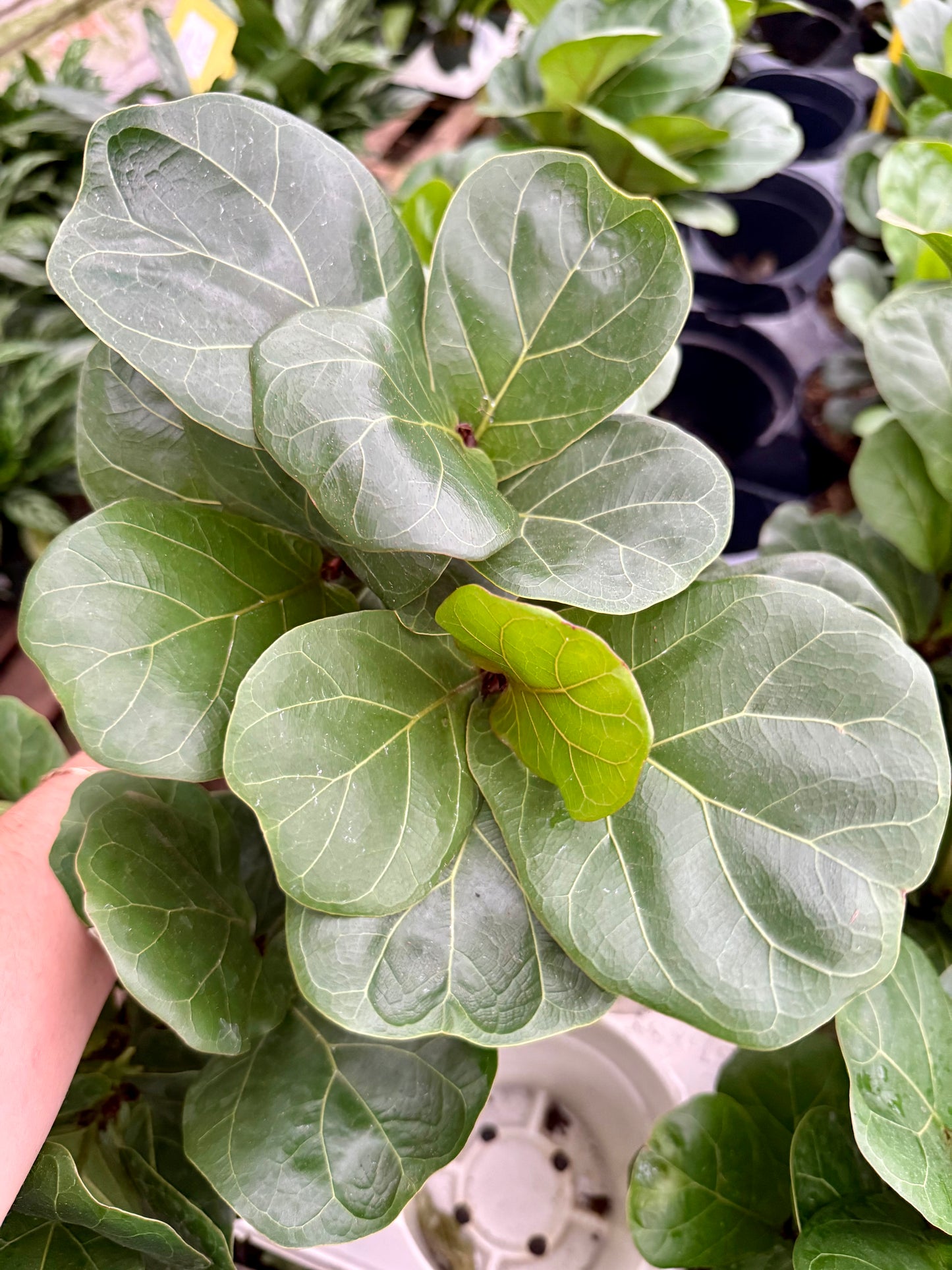 Ficus lyrata