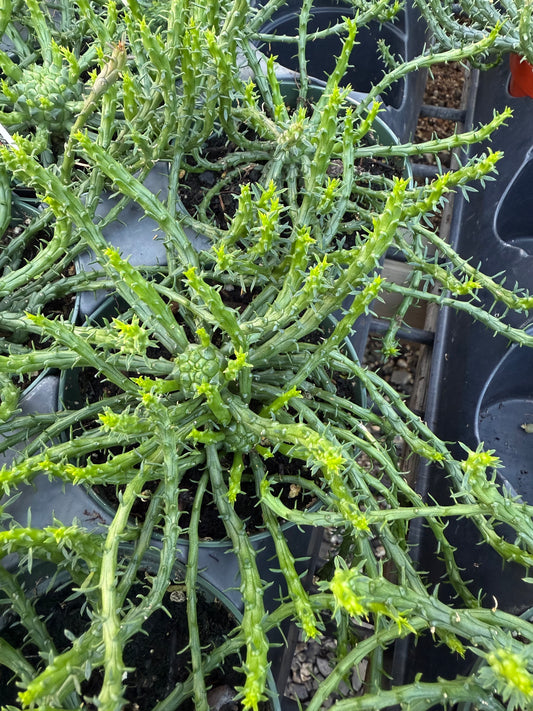Euphorbia flanaganii