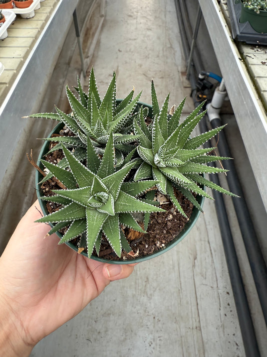 Haworthias