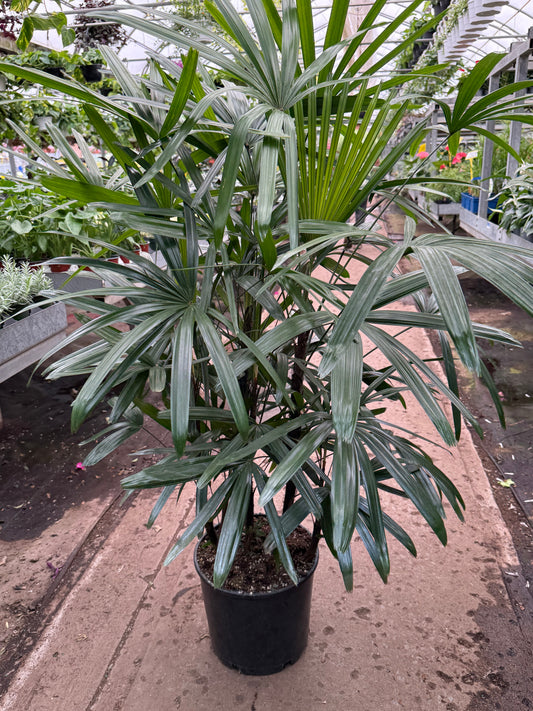 Rhapis excelsa - Palmier dame