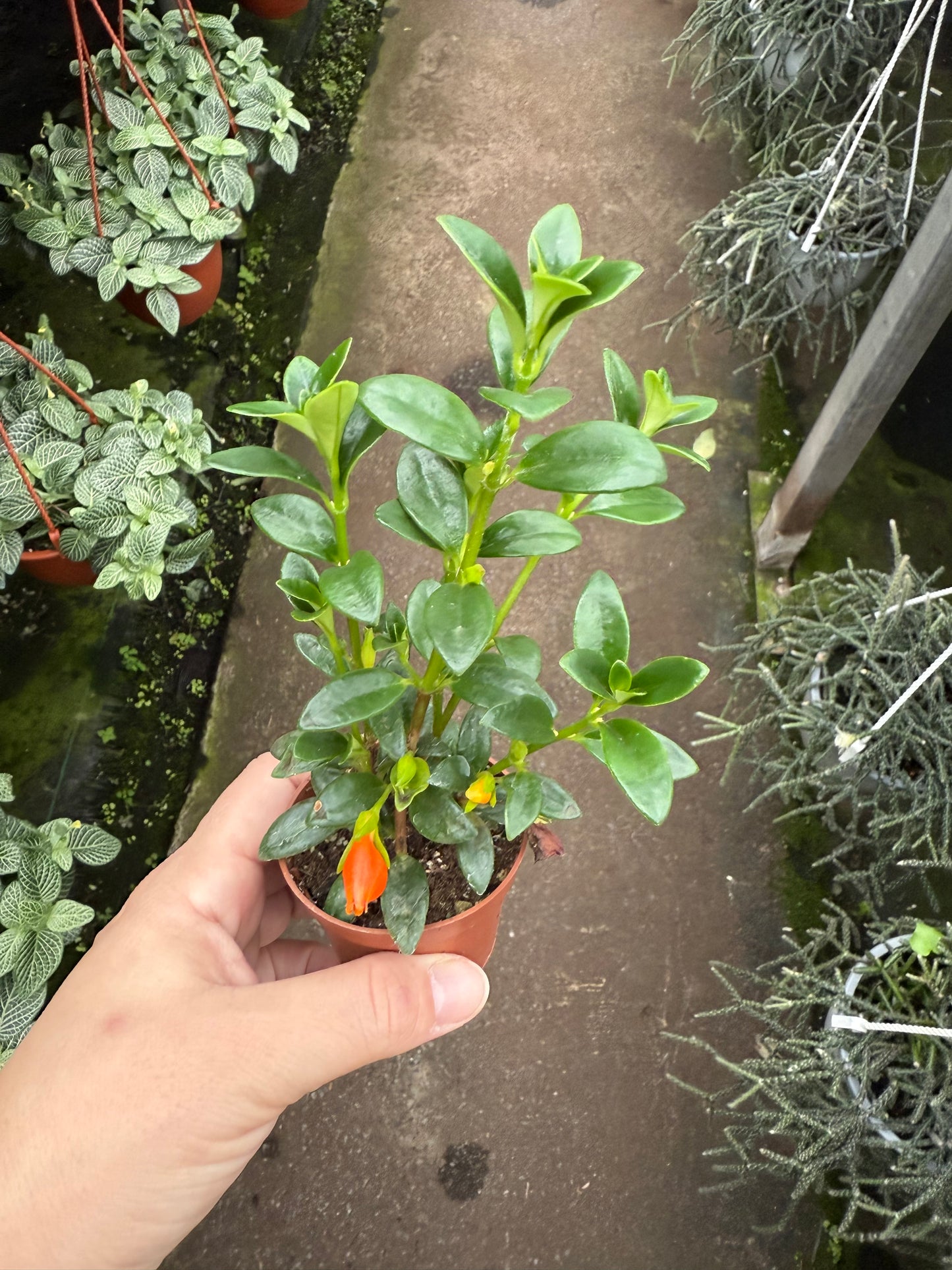 Hypocyrta glabra – Goldfish Plant