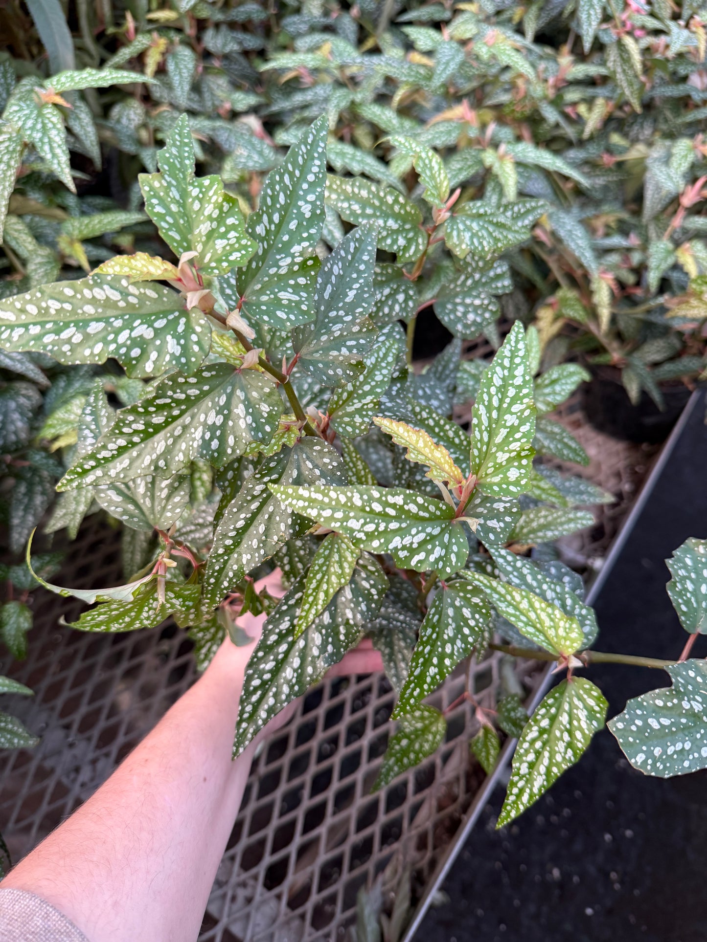Bégonia 'Aile d'ange'