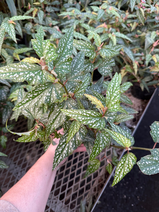 Begonia ‘Angel Wing’