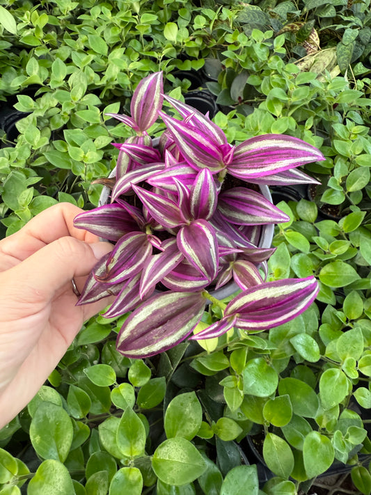 Tradescantia ‘Pink Paradise’